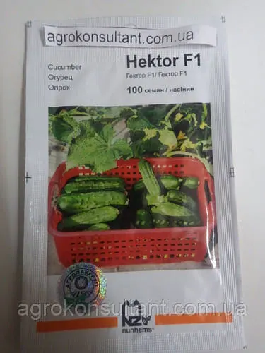 Насіння огірка Гектор F1 (Nunhems/Агропак+), 100 насіння — бджолинозапальний, ультрародний гібрид (40-44 дні)