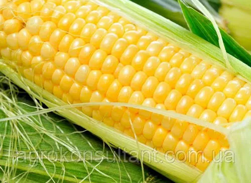 Насіння цукрової кукурудзи Спіріт F1 (Syngenta), поштучно від 50 насінин - ранній гібрид, солодка Н