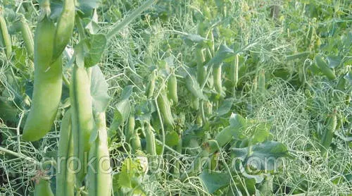 Насіння гороху Преладо (Syngenta), 50 грам — ранній (58-60 днів), крупнозернистий, овочевий, наша фасовка