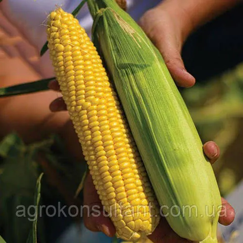 Насіння кукурудзи Стронгстар F1 (Syngenta), 1000 насінин - ранній (71 день) гібрид суперсолодкої кукурудзи типу SH2