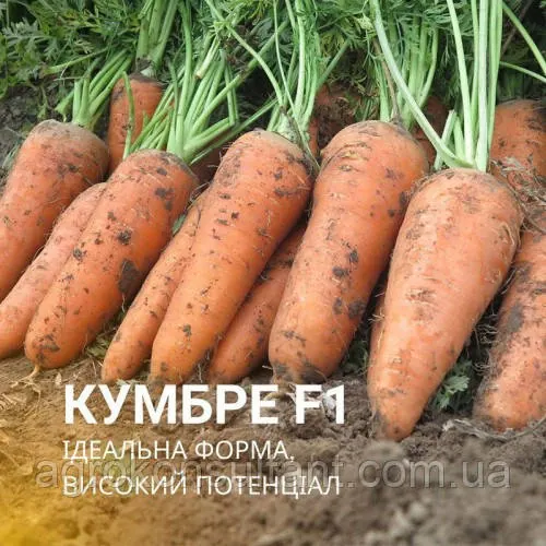 Насіння моркви Кумбре F1 (Nunhems, Голландія), 1 г — середньопізній гібрид (120–125 днів)