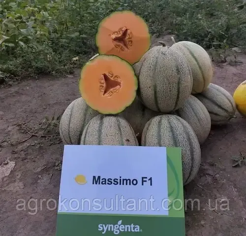 Насіння дині Массімо F1 (Syngenta), поштучно — середньостигла (75-85 днів), овальна, тип Канталупе
