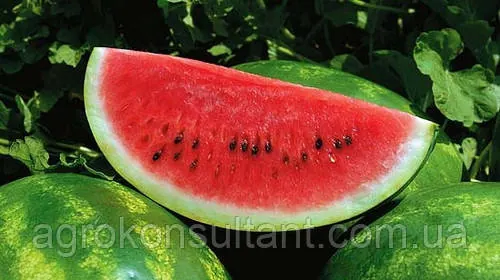 Насіння кавуна АУ-Продюсер (Innova Seeds), 1 г - ранньостиглий (75-80 дн), покращений сорт Кримсон Світ