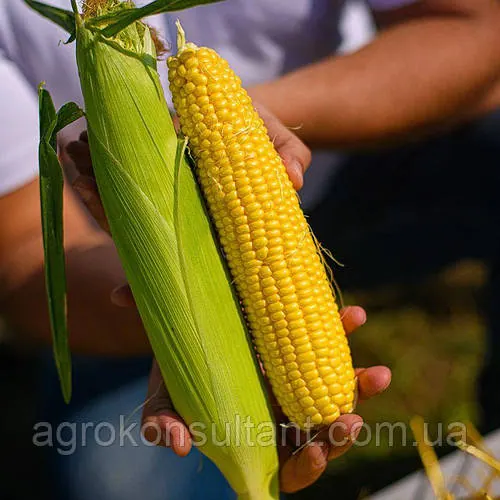 Насіння кукурудзи Стронгстар F1 (Syngenta), 1 кг - ранній (71 день) гібрид суперсолодкої кукурудзи типу SH2