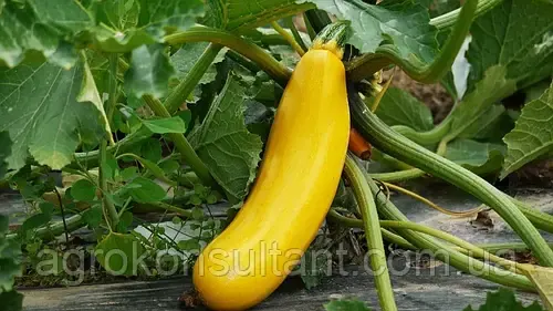Насіння кабачка Голдстік F1 (Lark Seeds), поштучно - ранній (42-45 днів), цукіні