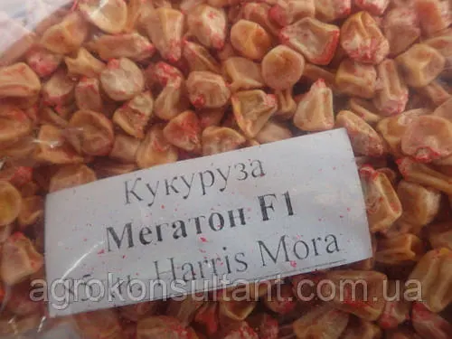 Насіння кукурудзи Мегатон F1 (Harris Moran), 5000 насіння - рання (85 днів), суперсолодка /