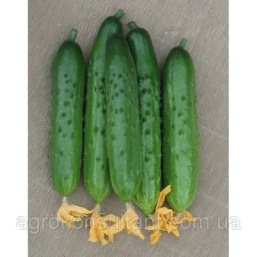 Насіння огірка Естафета F1 (Breeding Seeds), 10 насінин — середньостиглий (53-66 днів), бджолозапильний, салатний
