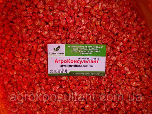 Насіння кукурудзи Фаестар F1 (Syngenta), 500 грам на вагу — рання (80 днів), суперсолодка SH2, довгий качан фаерстар фаєрстар