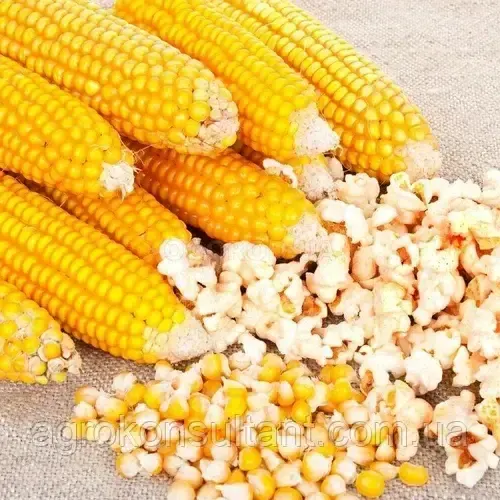 Насіння кукурудзи Естрелла F1 (Spark Seeds), поштучно - середньопізня (95 днів), кукурудза для попкорну