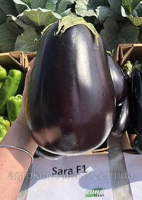 Насіння баклажана Сара F1 (Cora Seeds), 20 насінин — ультраранній (58-62 дні), великий, тип Клорінда
