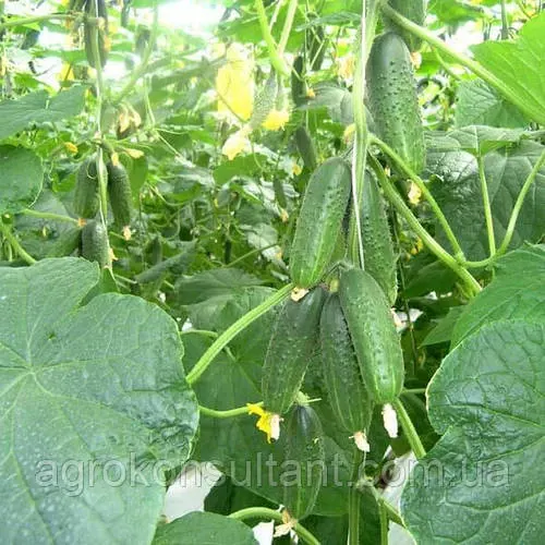 Насіння огірка Мірабелл F1 (Seminis), 10 насінин - ультраранній гібрид (40-45 днів), партенокарпік