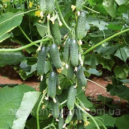 Насіння огірка Капрікорн F1 (Yuksel Seeds), 10 насінин — партенокарпік, ранній гібрид, корнішон, універсальний