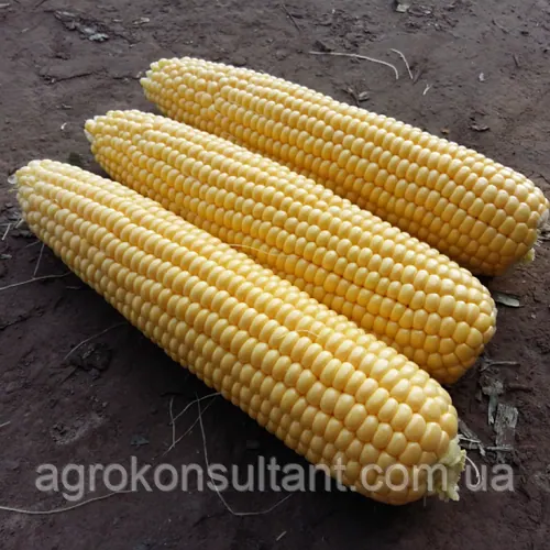 Насіння кукурудзи Фаестар F1 (Syngenta), 50 семян — рання (80 днів), суперсолодка SH2, довгий качан фаєрстар