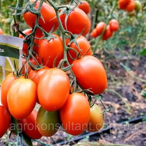 Насіння томата Бакалар F1 (Syngenta), поштучно — ранній (65 днів), червоний, сливка, індетермінантний
