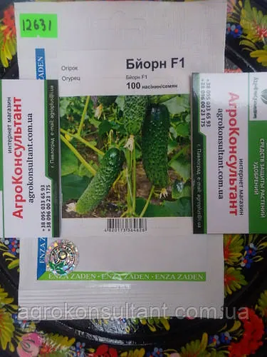 Насіння огірка Бйорн F1 (Enza Zaden), 100 насінин - ранній (37-39 днів), партенокарпік, корнішон, високоврожайний