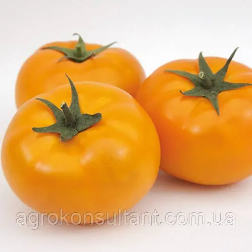Насіння томата Ямамото F1 (Kitano Seeds), 5 насінин — ранній (105-115 днів), високорослий, золотисто-жовтий