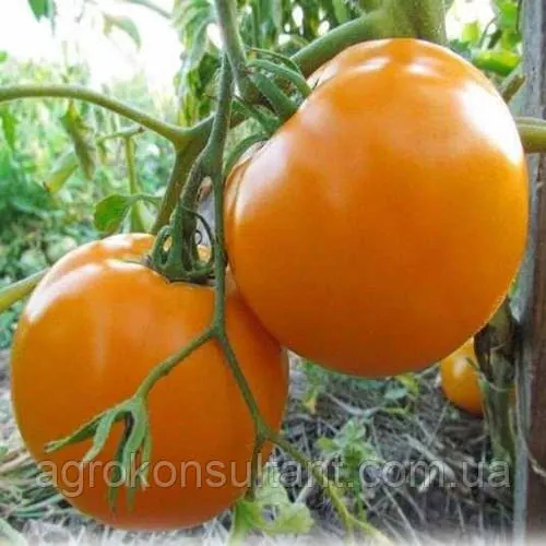 Насіння томата KS 17 (Нуксі) F1 (Kitano Seeds), 1 000 насінин — середньопізній (115-125 днів), детермінантний