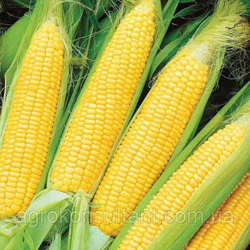 Насіння кукурудзи Оверленд F1 (Syngenta), 1000 насінин — пізньостигла (83 дні), типу SH2 (суперсолодка)