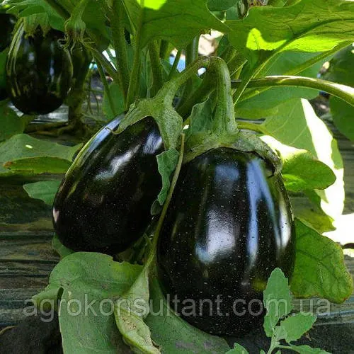Насіння баклажану Чемодан F1 (Lark Seeds), 20 насінин — ранній (90-105 днів), високоврожайний