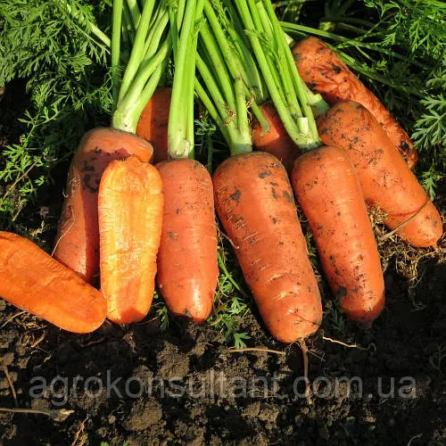 Насіння моркви морква Абако F1 (Seminis), 1 г НА ВАГУ — ранній гібрид (90-95 днів)