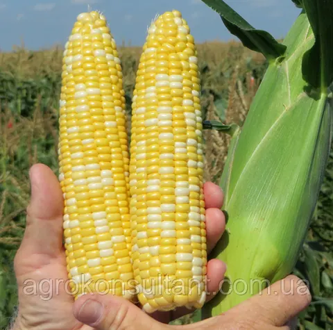 Насіння кукурудзи БСС 1075 / BSS 1075 F1 (Syngenta), 5 000 насінин — рання (65-75 днів), суперсолодка, біколорна солодка  ракель