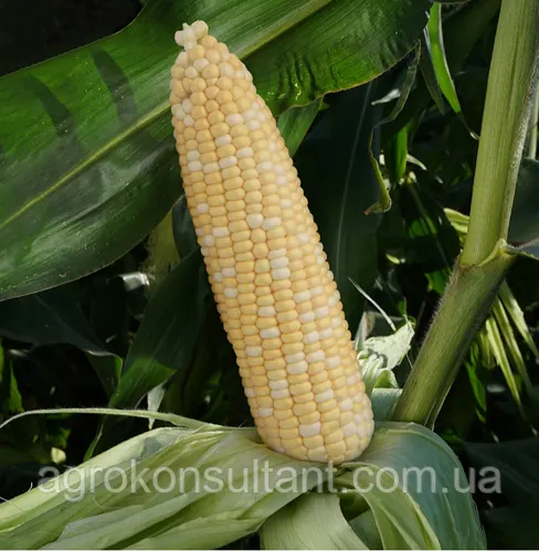 Насіння кукурудзи Майбіко F1 (May Seed), 1 000 насінин — середньорання (70-74 днів), суперсолодка, біколорна майбика