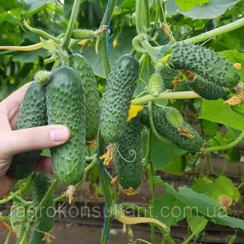 Насіння огірка Мадрілен F1 (Seminis), 10 насінин — ультраранний (38-40 дней), партенокарпік, корнишон