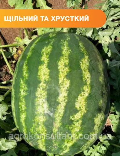 Семена арбуза Балатон F1 (Syngenta), поштучно — ранний (60-62 дня)