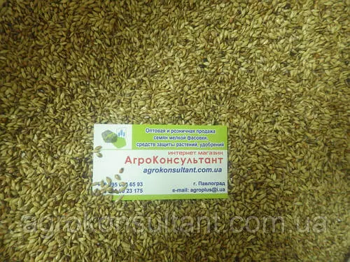 Суданка біле насіння, кг. (На кормові цілі або на сидерати)