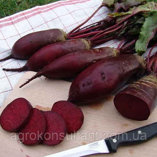 Насіння буряка Ренова (Moravoseed), 3 грами — середньопізній сорт, столовий, видовжений