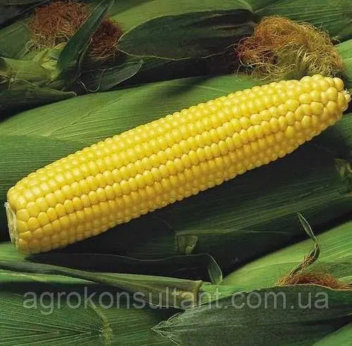 Насіння цукрової кукурудзи Спіріт F1 (Syngenta), 50 г — ранній (68 днів) гібрид типу SU (солодка)