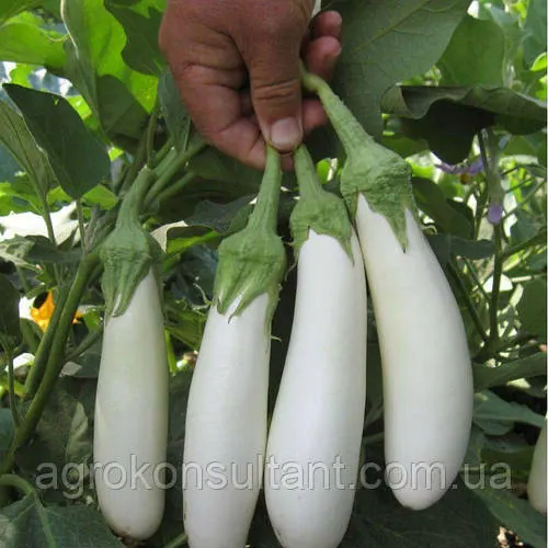 Насіння баклажана Мобі Дік F1 (Libra Seeds), 20 насінин — середньоранній (65-70 днів), білий