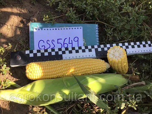 Насіння середньоранньої цукрової кукурудзи кукурудза ГСС 5649 Ф1/ GSS 5649 F1 на вагу, 500 грамів