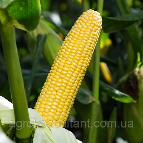 Насіння кукурудзи Стронгстар F1 (Syngenta), 50 насінин — ранній (71 день) гібрид суперсолодкої кукурудзи типу SH2