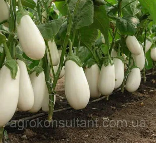Насіння баклажана Албана (CRX 50187) F1 (Cora Seeds), 15 насінин — середньостиглий (115-130 днів), білий, Бібо