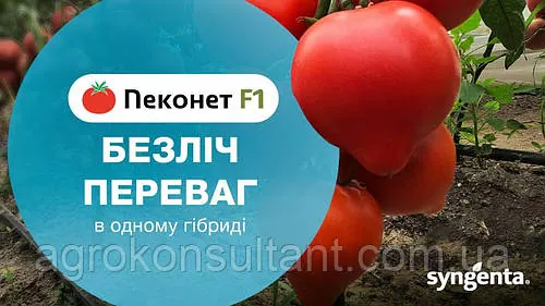 Насіння томата Пеконет F1 (Syngenta), поштучно — ранній (55-57 днів), напівдетермінантний, червоний з носиком