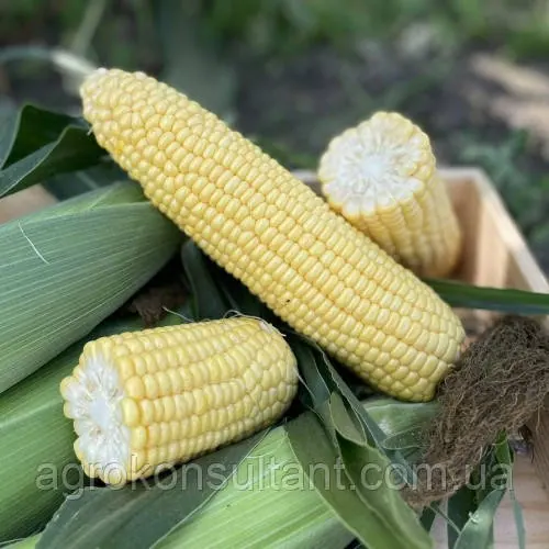 Насіння кукурудзи Рапід F1 (Spark Seeds), 25 000 насінин — рання (70-75 день) суперсолодка кукурудза типу SH2