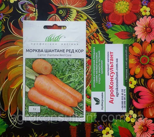 Насіння моркви Шантане Ред Кор (United Genetics), 1 грам — ранній сорт (90 днів), конічна