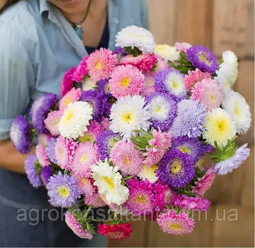 Насіння Айстра китайська Шанхайська Троянда суміш (Satimex), 0.1 г